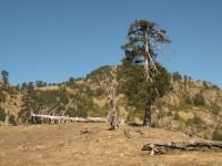 11 Τα ρομπόλα (Pinus leucodermis) κυριαρχούν στην περιοχή..JPG