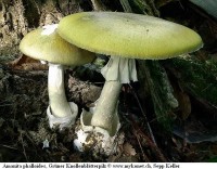 Amanita_phalloides1.JPG